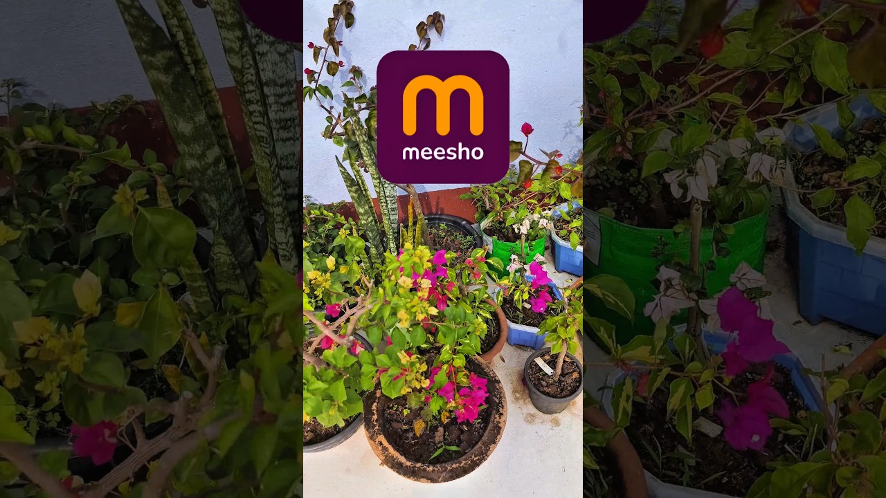 ❌ Expensive plant stands?✅ Meesho stand under budget 💸🌿