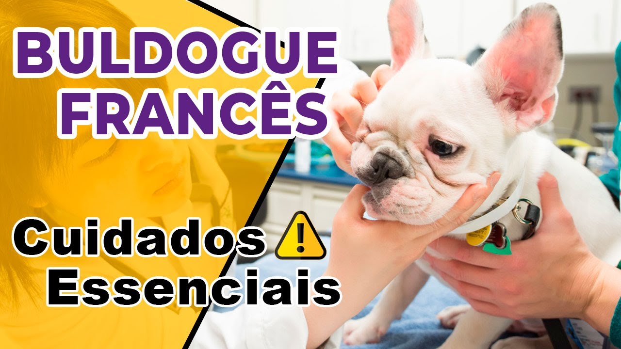 🐶 BULDOGUE FRANCÊS - CUIDADOS ESSENCIAIS