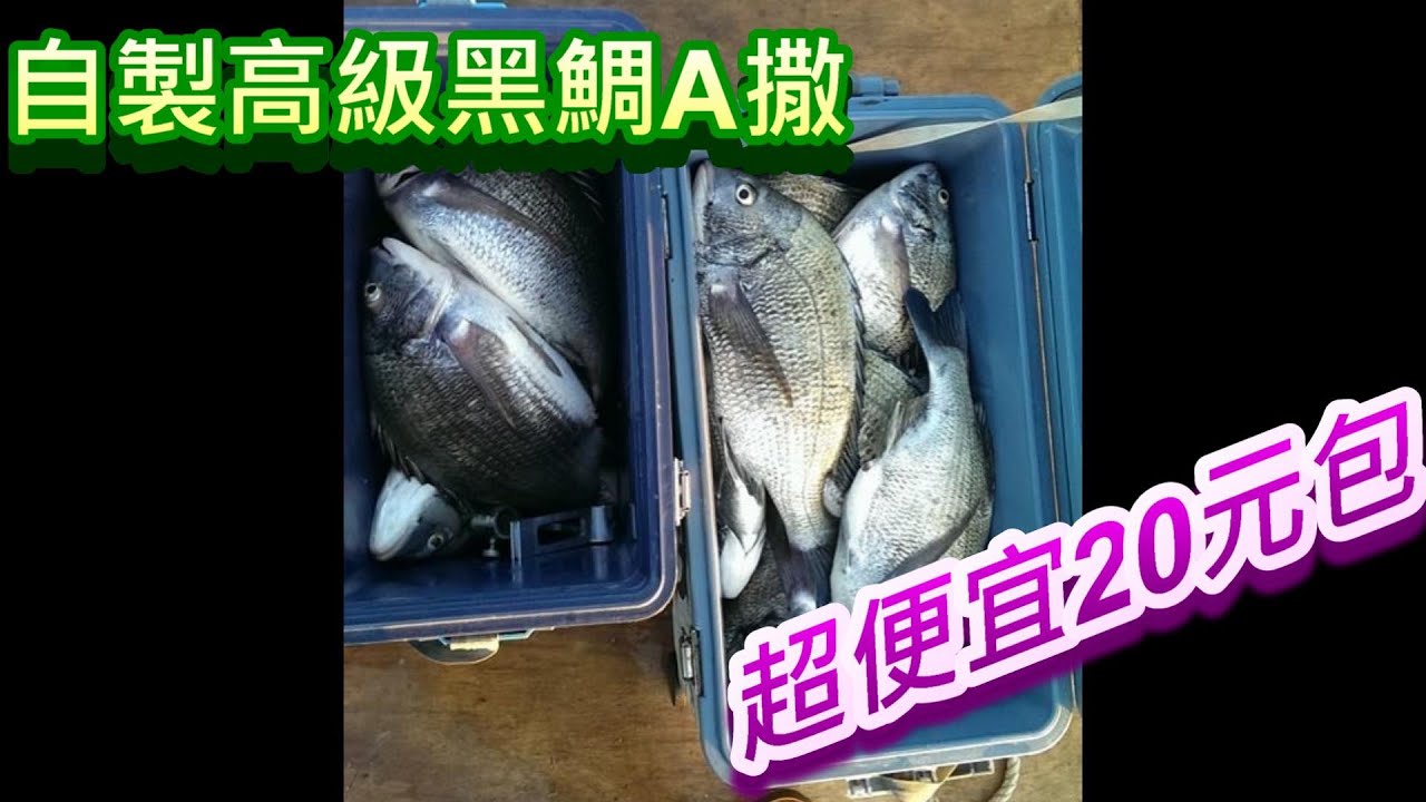ASA黑鯛 黑格A撒 黑牛A撒自製超便宜高級A撒 磯釣｜クロダイ｜감성돔｜ ตกปลา