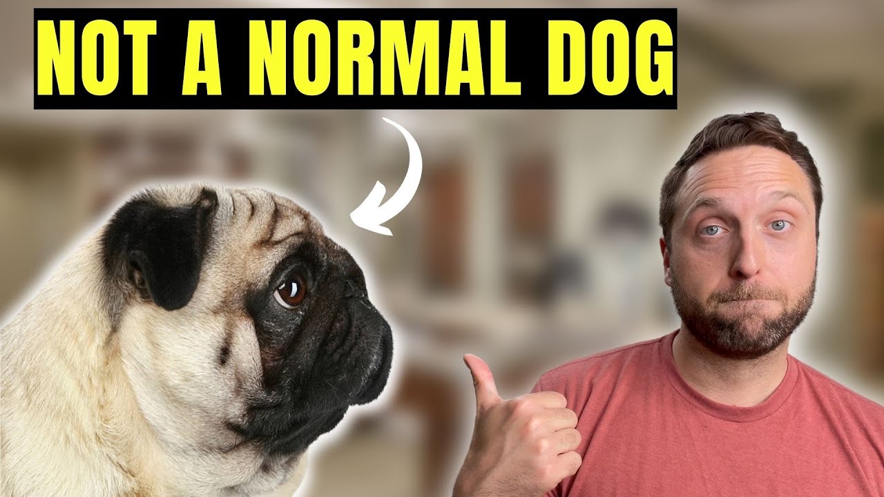 Pugs Are No Longer Considered 