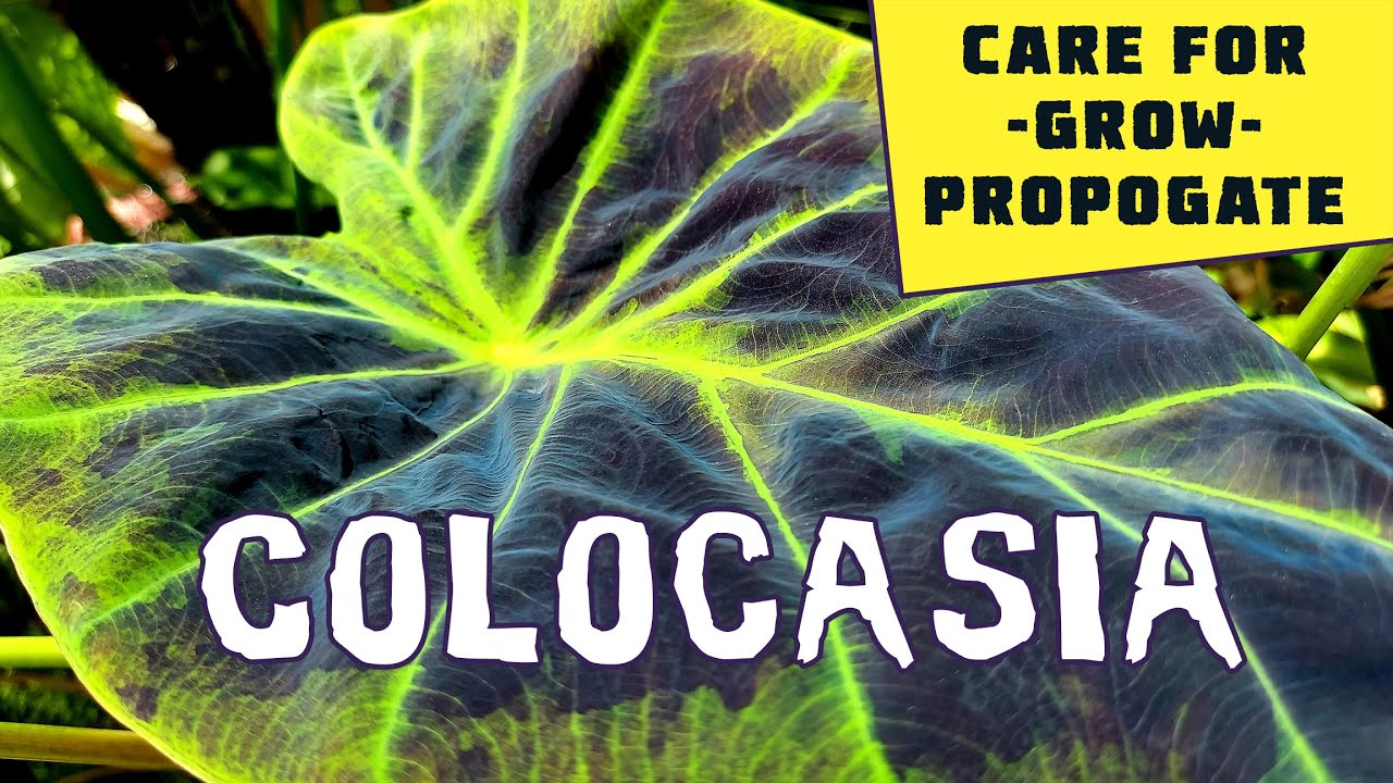 How to Grow Colocasia - experienced tips and garden walk through