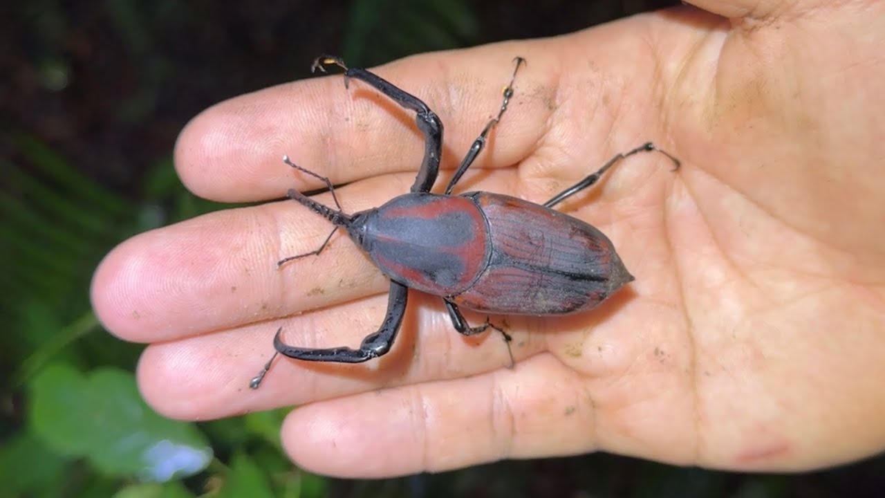 インドネシアの山奥で世界最大クラスの巨大ゾウムシを捕獲する！