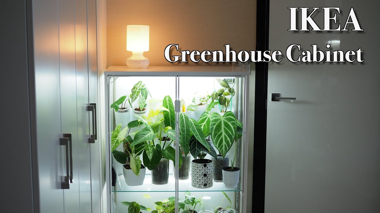 IKEAの簡易温室をアンスリウムで埋める｜Greenhouse Cabinet｜RUDSTA