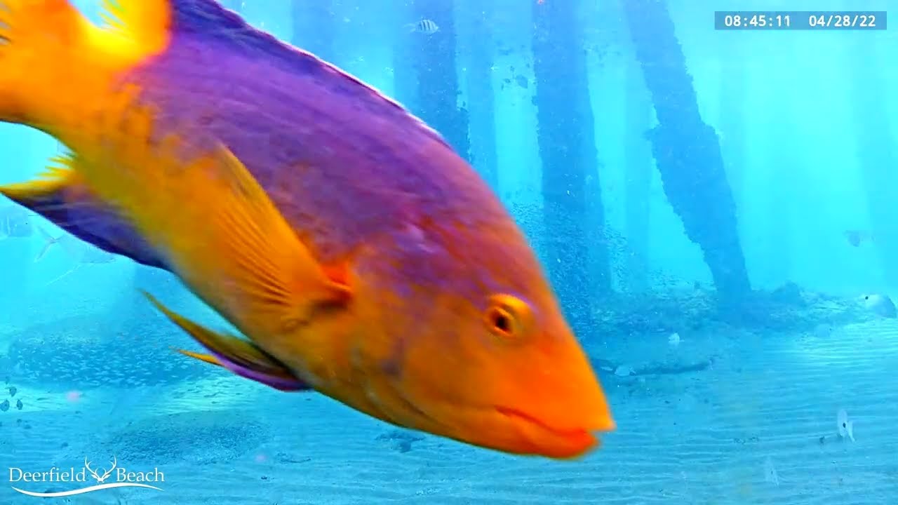 Barracuda gets territorial with a Tarpon - April 2022 Underwater Fish Recap