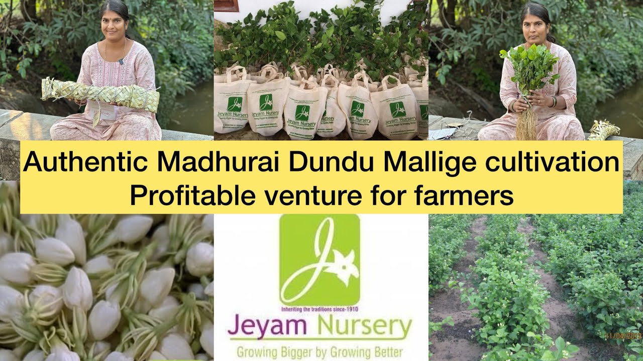 ಈ ಮಲ್ಲಿಗೆ ಬೆಳೆದರೆ ರೈತರಿಗೆ ಒಳ್ಳೆಯ ಲಾಭ. ಪರಿಸರ ಸ್ನೇಹಿ ಪ್ಯಾಕಿಂಗ್ ನಲ್ಲಿ ಮನೆಗೆ ಬರುತ್ತದೆ ಸಸಿಗಳು. 