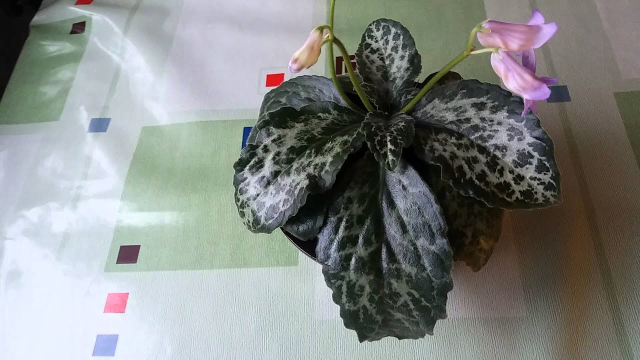 #271.Цветет  обновленная хирита