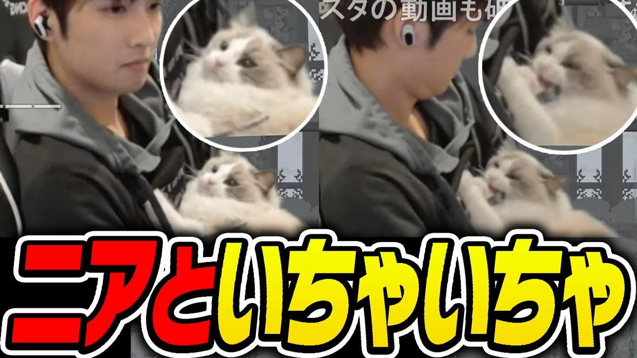 【紐と猫】ニアといちゃいちゃするあっさりしょこ【あっさりしょこ/切り抜き】【2024/12/31】【Jump King】