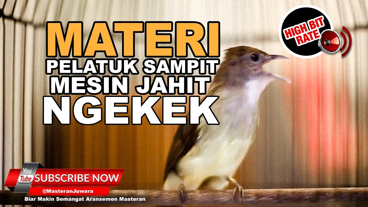 #1 🔴Masteran Cucak Jenggot Isian Pelatuk Sampit Mesin Jahit Sangat Mewah❗️AUDIO JERNIH