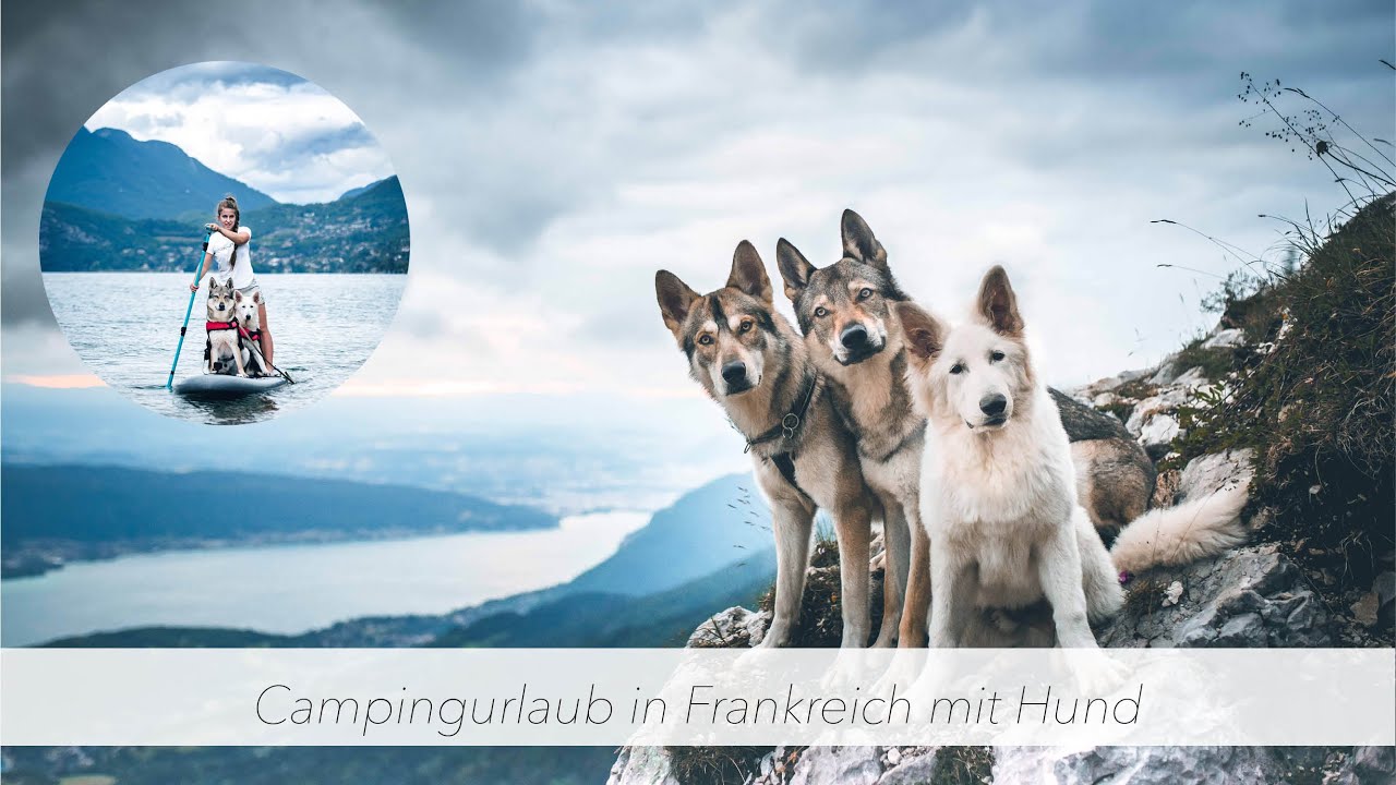 Campingurlaub in Frankreich mit den Hunden 🐶❤️