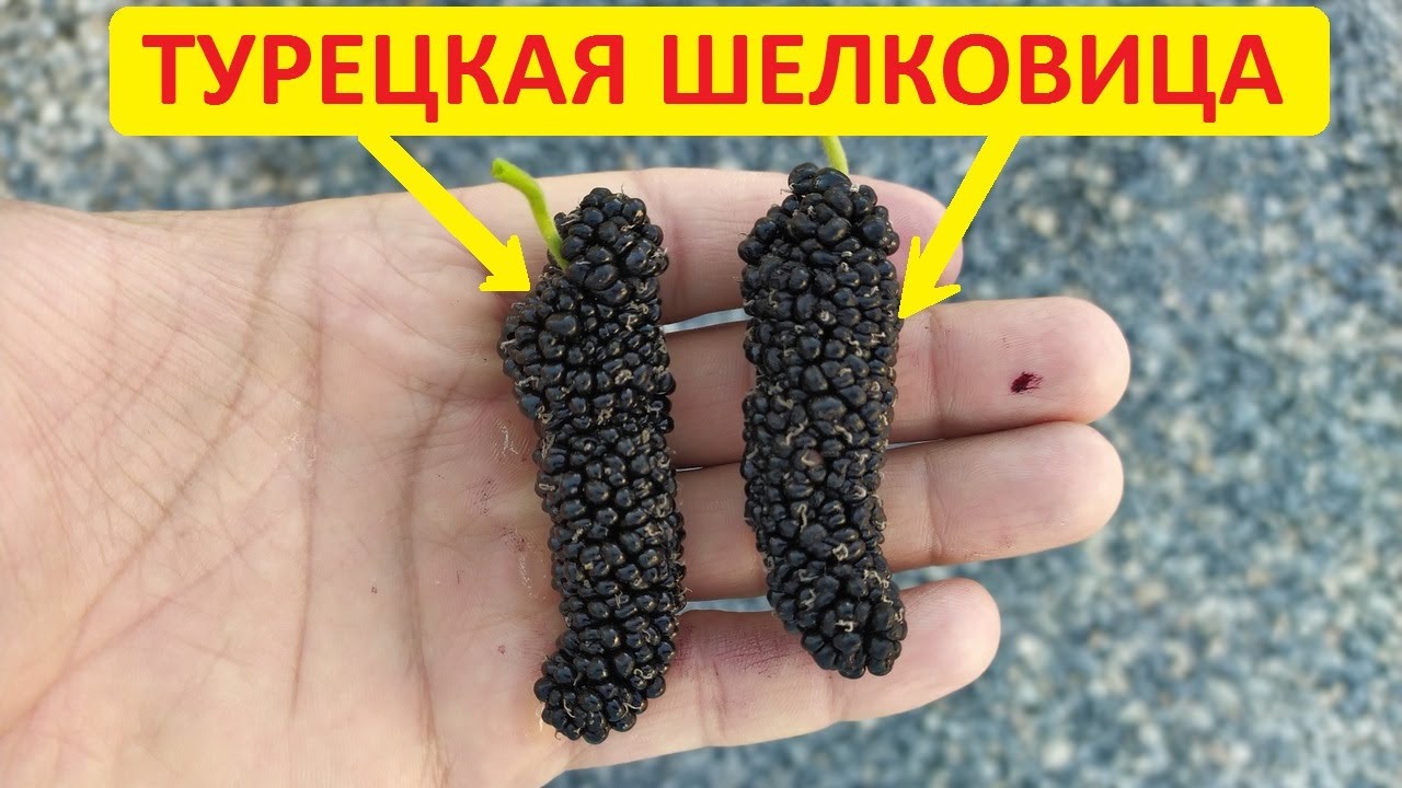 Гигантская турецкая шелковица. Размножение шелковицы семенами