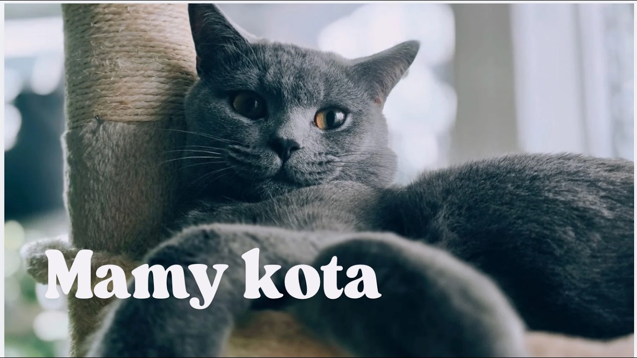 Mamy KOTA!! Jego historia i Wasze Q&A