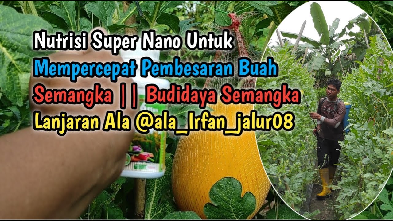 Nutrisi Super Nano Untuk Mempercepat Pembesaran Buah Semangka || Semangka Lanjaran Aplikasi Ke 3