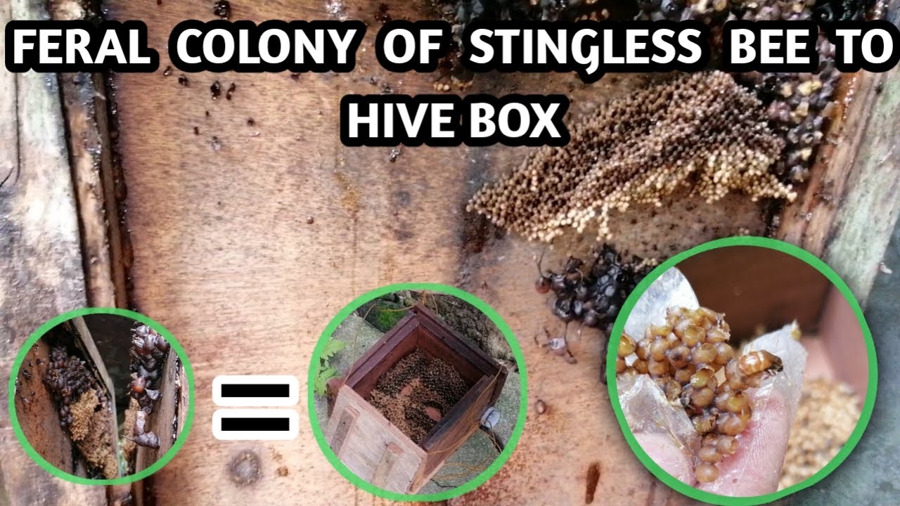 How to Transfer Stingless Bee Colony from Feral to Hive Box | Nesting in Old Door
