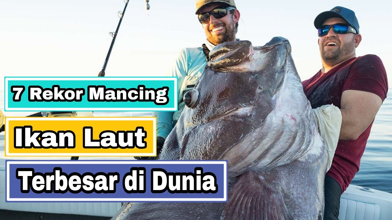 7 REKOR MANCING IKAN LAUT TERBESAR DI DUNIA
