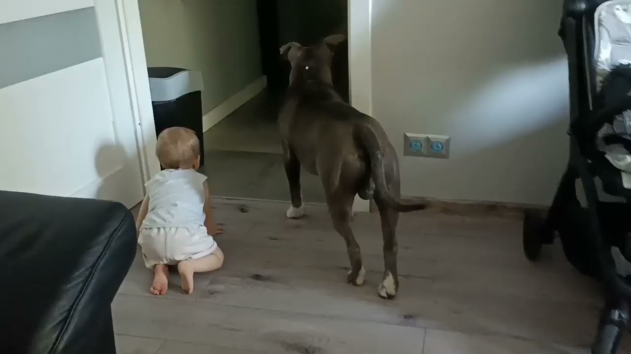 Amstaff and little baby - amstaff i dziecko #amstaff #amstaffblue #cute #cutebaby 