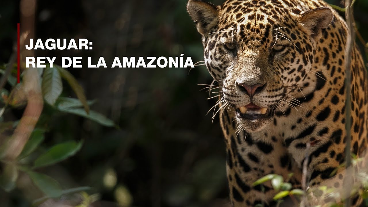 Jaguar: Rey de la Amazonía