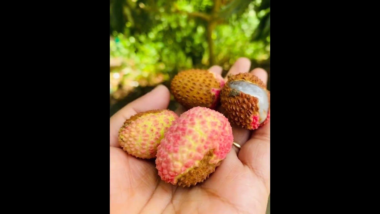 মধুমতি নদীতে কুমির  দেখলাম
