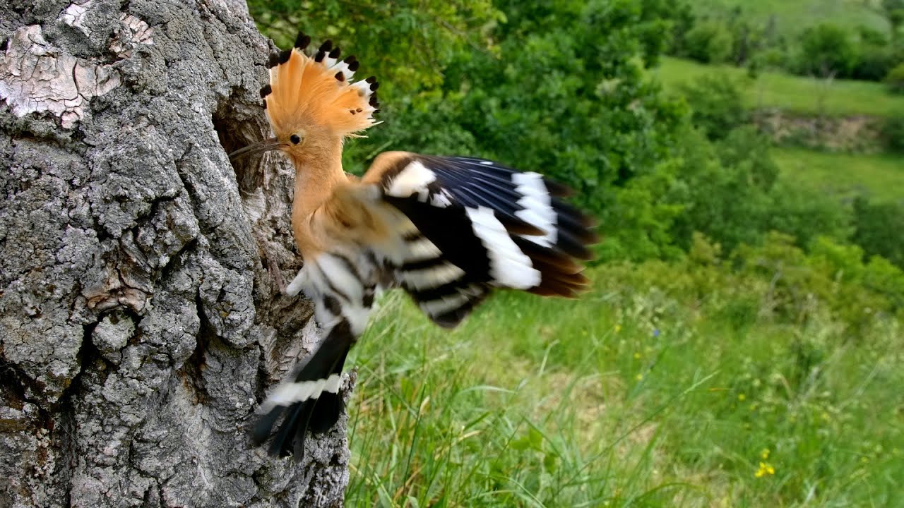 Nesting birds – Eurasian hoopoe (Upupa epops)