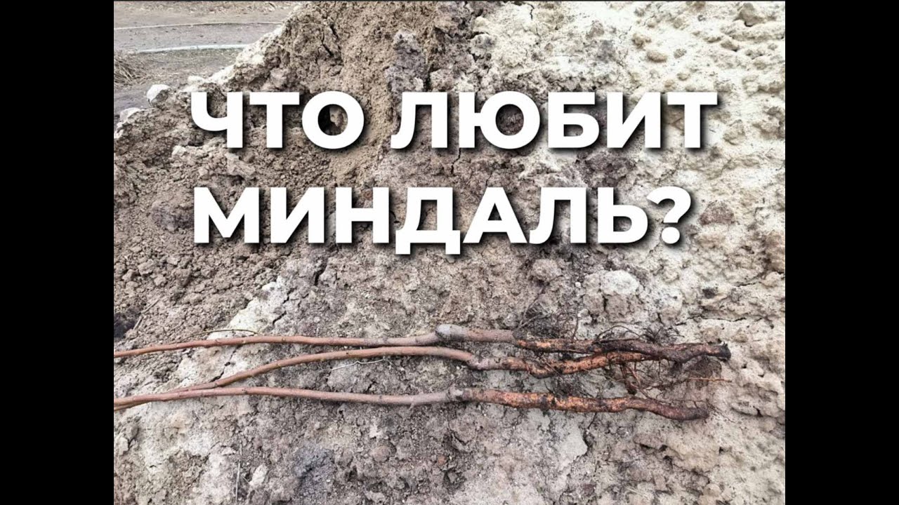 Если вы решили посадить персик...