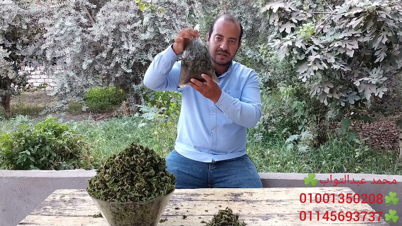 أسعار الازولا فى مصر ☘️☘️🤔