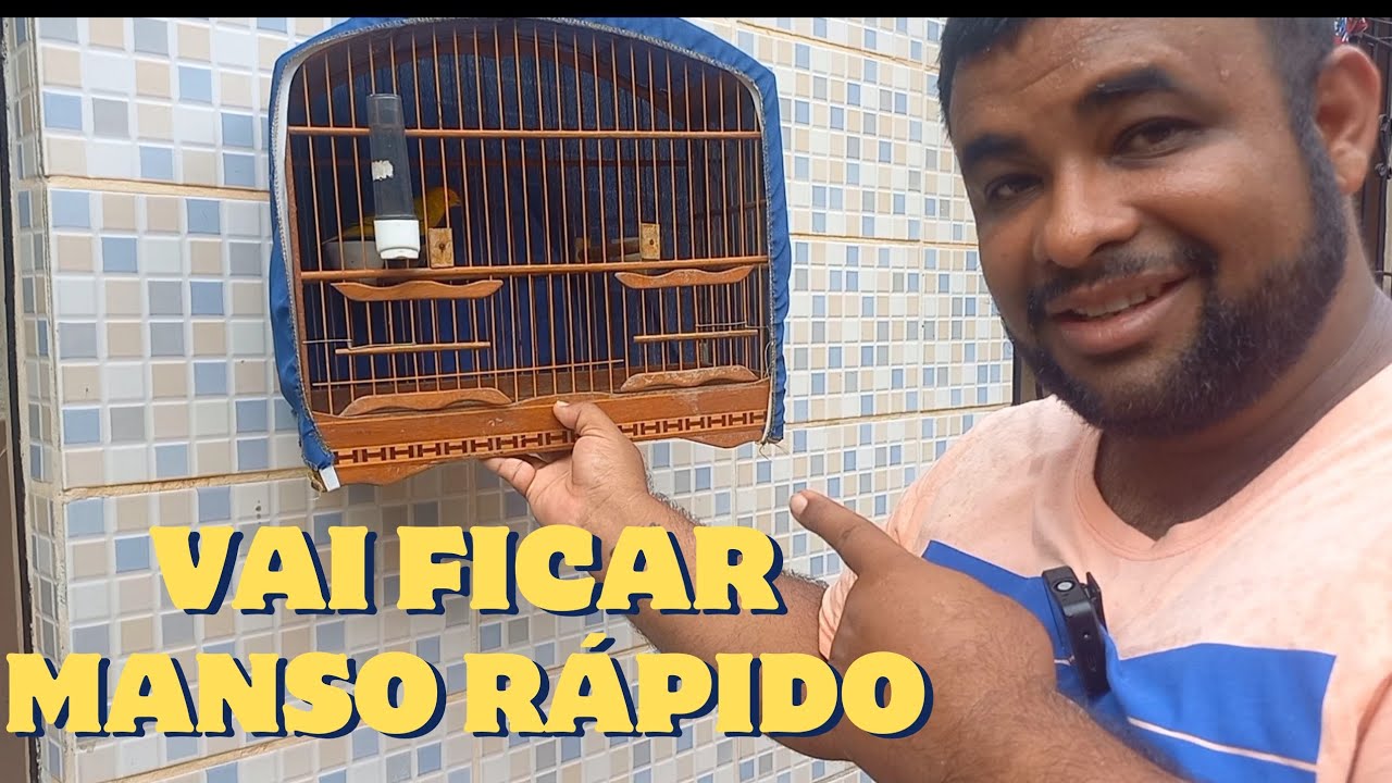 COMO AMANSAR CANÁRIO DA TERRA/ Amanse qualquer pássaro dessa forma 