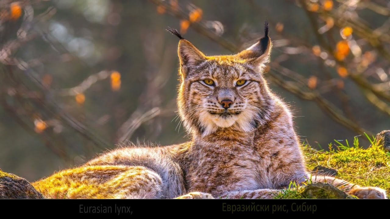 les animaux