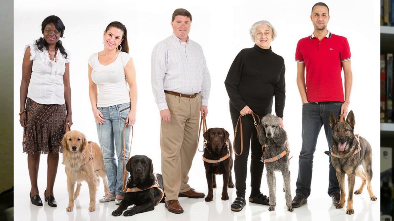 Guide Dog School and Training Experience Tag for GDD