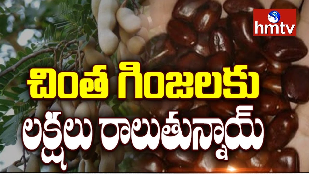 లక్షలు కురిపిస్తున్న చింత గింజలు | High Demand For Tamarind Seeds | hmtv News