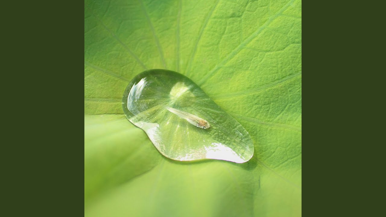 鱼