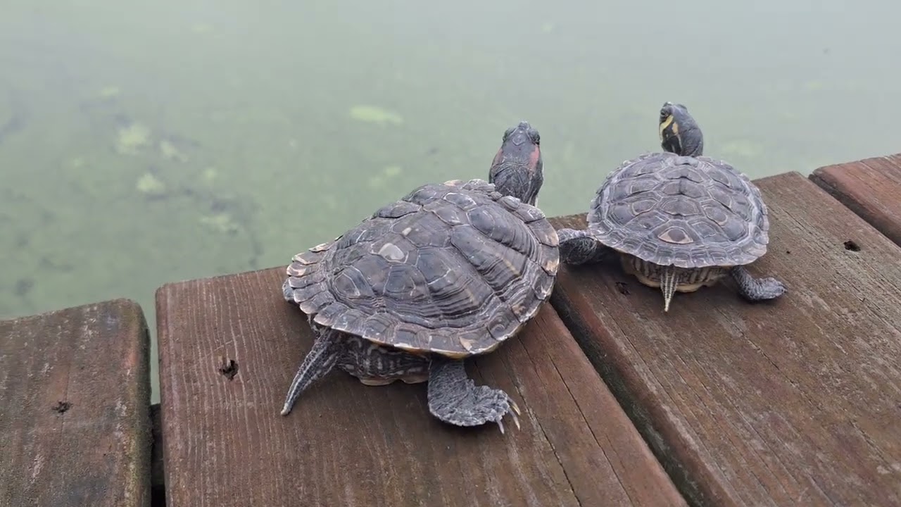 turtle sanctuary release 11 for 2024