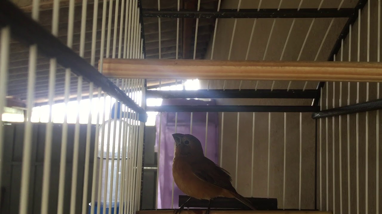 Azul&atilde;o Pardo Novinho Come&ccedil;ando a Cantar