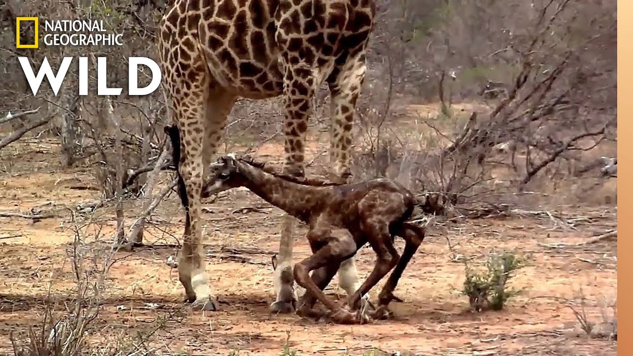 Newborn Giraffe Takes Awkward First Steps | Nat Geo Wild