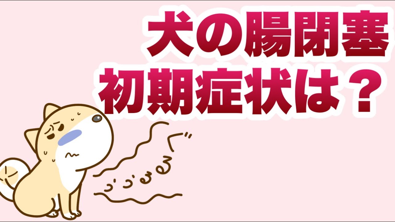 愛犬の様子がおかしい！？犬の腸閉塞の初期症状とは？【獣医師解説】