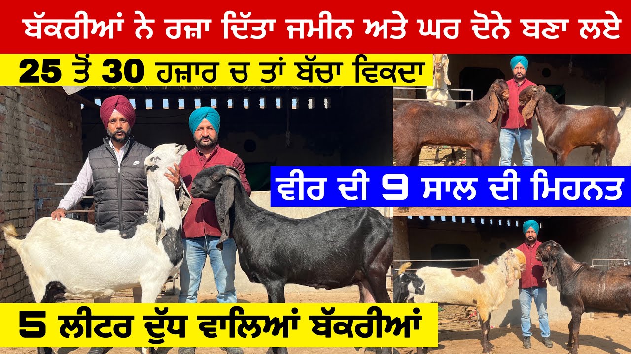 9 ਸਾਲ ਚ ਬੱਕਰੀਆਂ ਨੇ ਰਜਾ ਦਿੱਤਾ ਜਮੀਨ ਅਤੇ ਘਰ ਦੋਨੇ ਬਣਾ ਲਏ । gyan goat farm Mansa Kalan #goatfarming