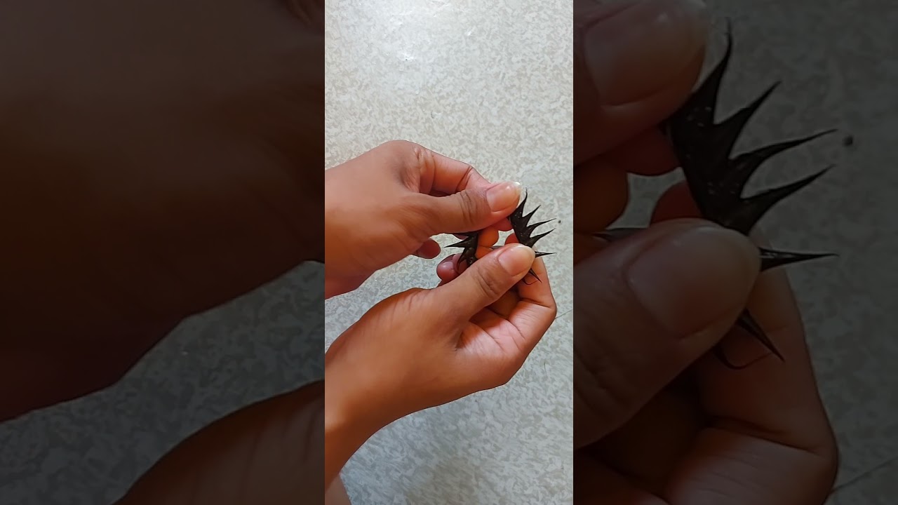 How to Use Black Rambutan Silicone Ring