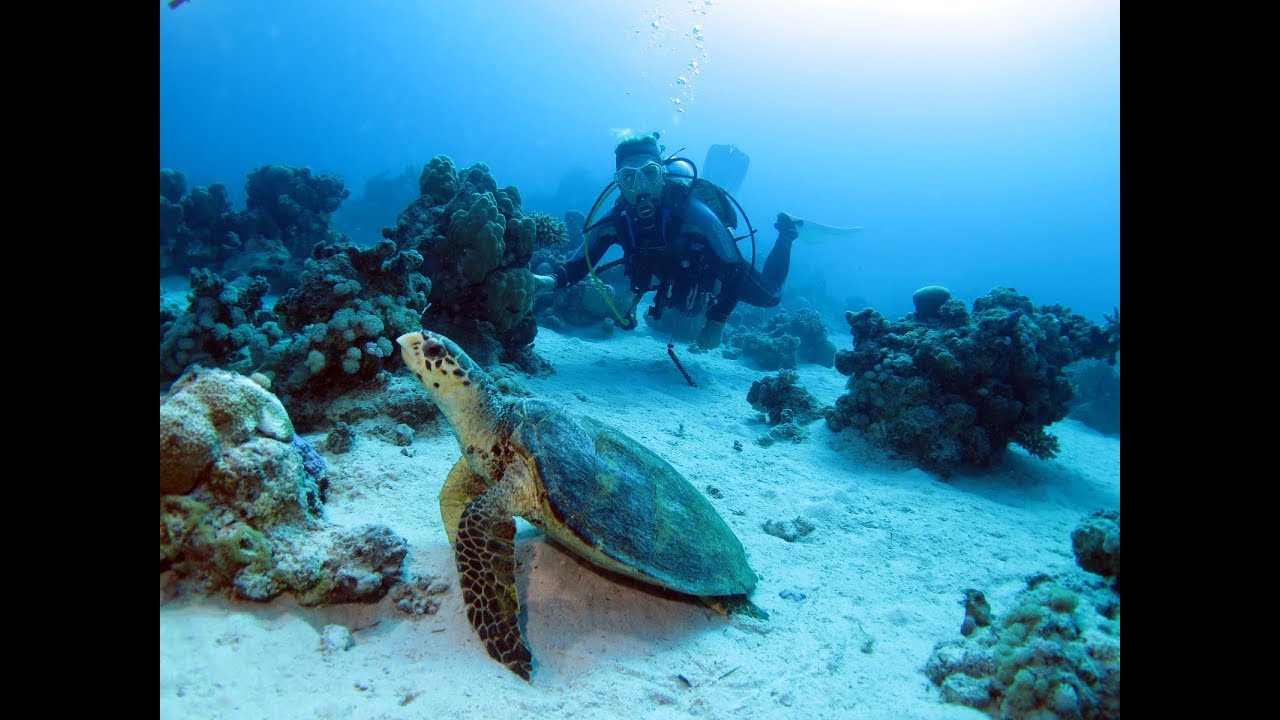 Tauchen Wadi Lahmy Ägypten Sep.2019, Klaus Pichler, Styriafundivers Full HD