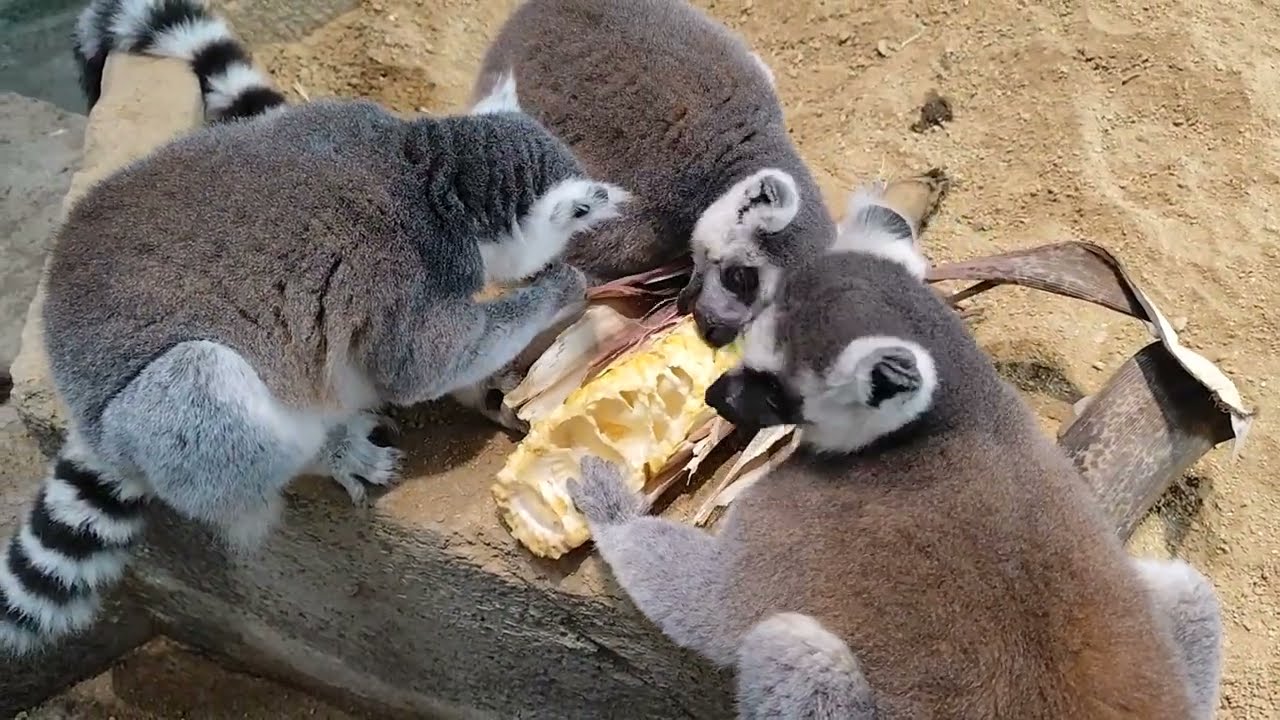 【キュレーターブログ】タケノコあげてみた 〜ワオキツネザル編〜