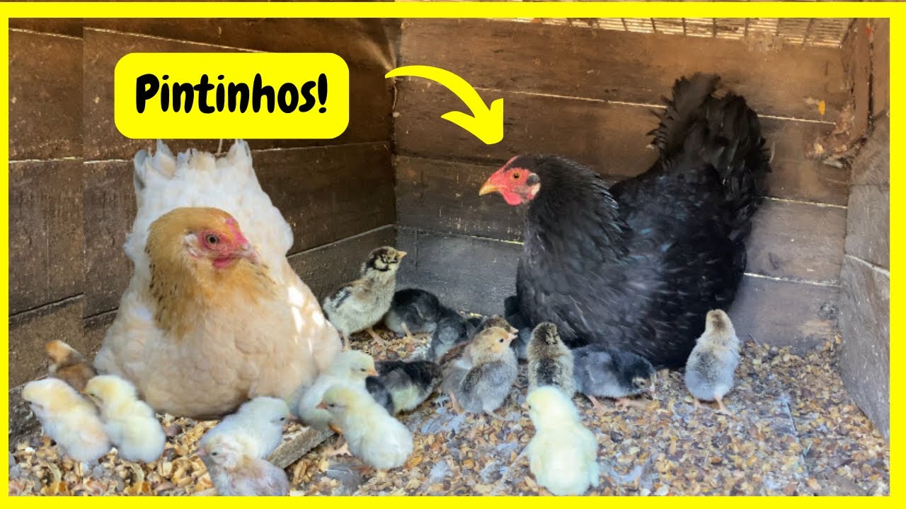 Nasceu Duas Ninhadas de Pintinhos Caipira | Gutejando