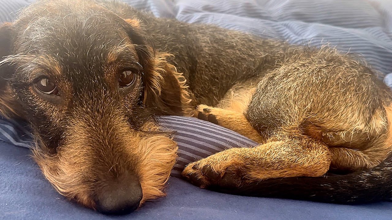 I Need All My Energy for What&rsquo;s Coming&hellip; | Teddy the Dachshund 🐾