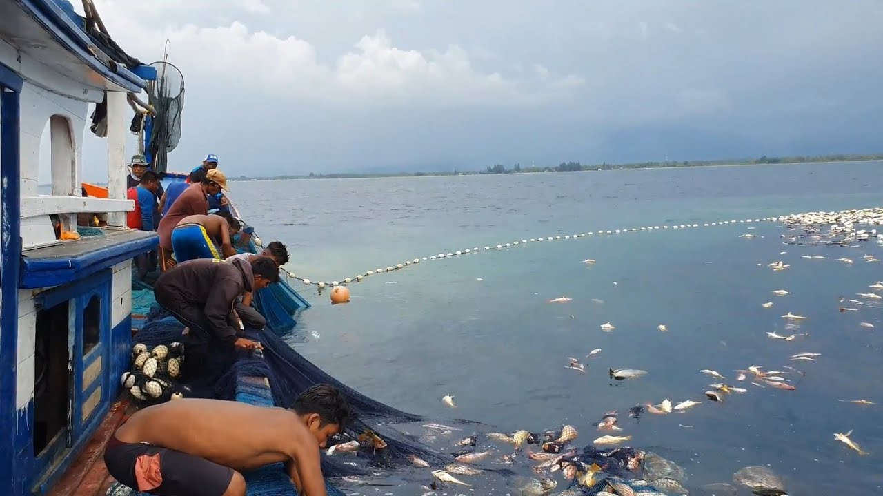 Gak Nyangka Hasilnya bisa  Sebanyak ini, Pasang Pukat Cincin Dari Awal Hingga Selesai