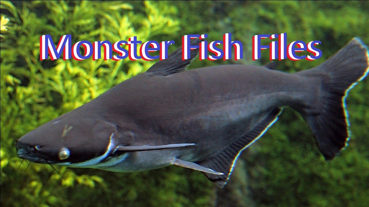 MONSTER FISH FILES: IRIDESCENT SHARK [Pangasianodon hypophthalmus] [Care Guide]