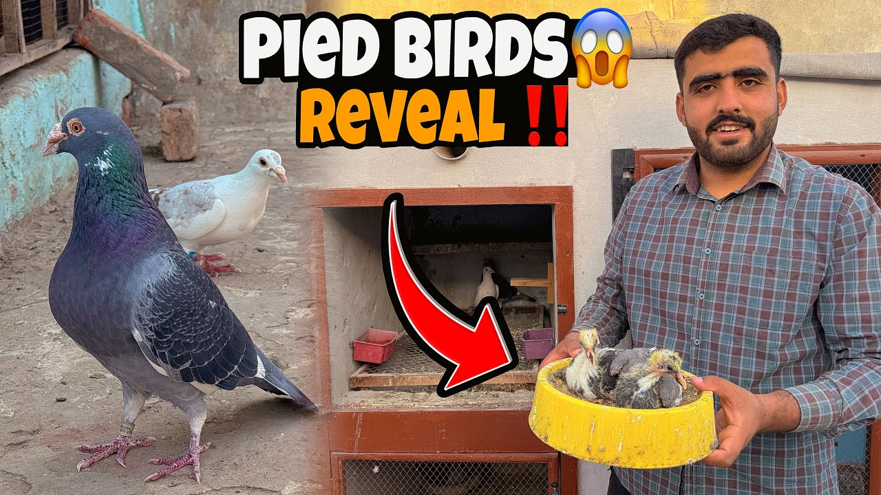 FINALLY‼️Pied Chciks Reveal Kr Diye🤩Challenge Completed | Just Huzaifa Khan | 