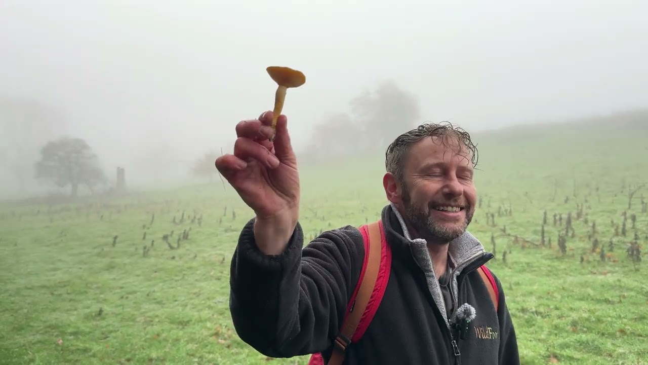 5 edibles 1 rare and 1 common wild mushroom in this short section of a November mycology course.