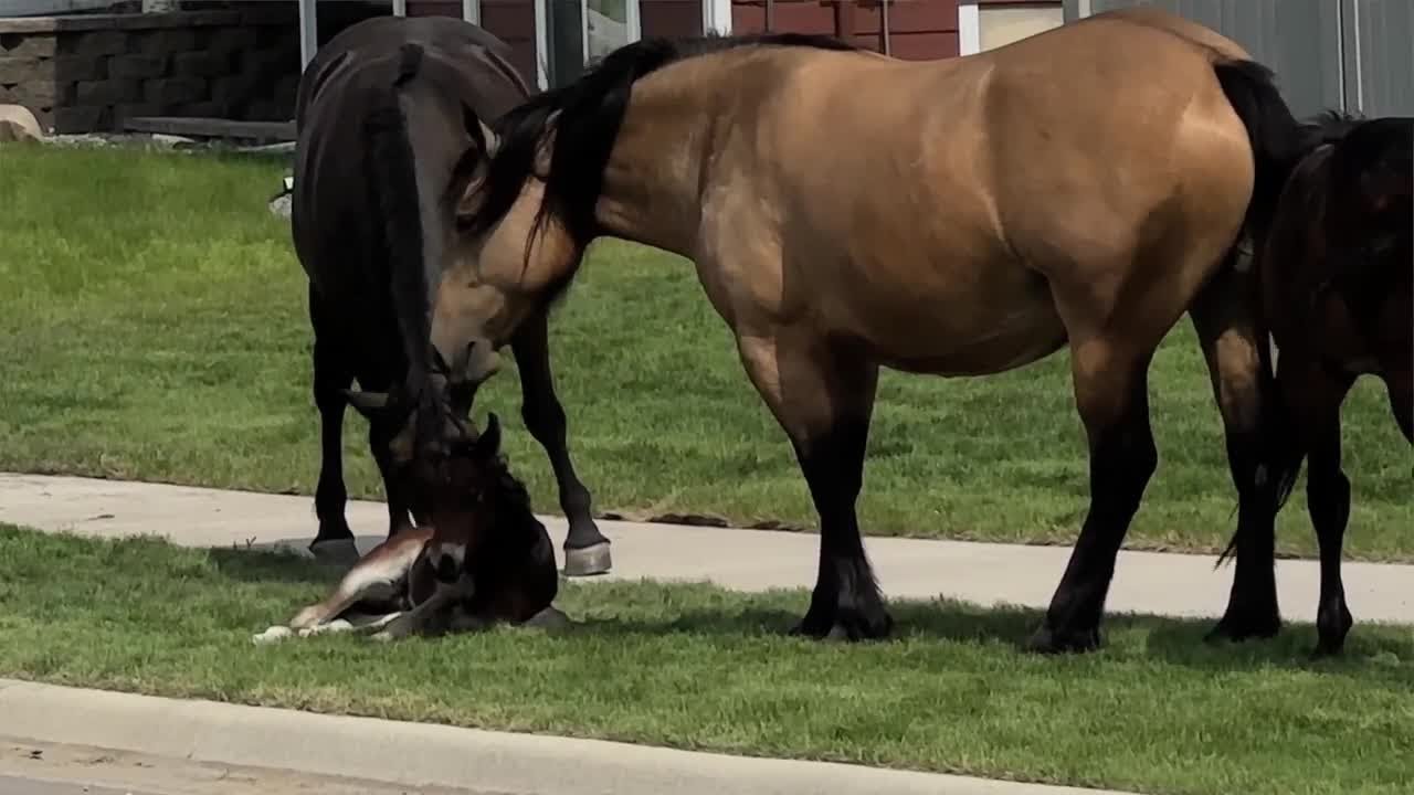 Missoula County exploring options for upper Miller Creek horses