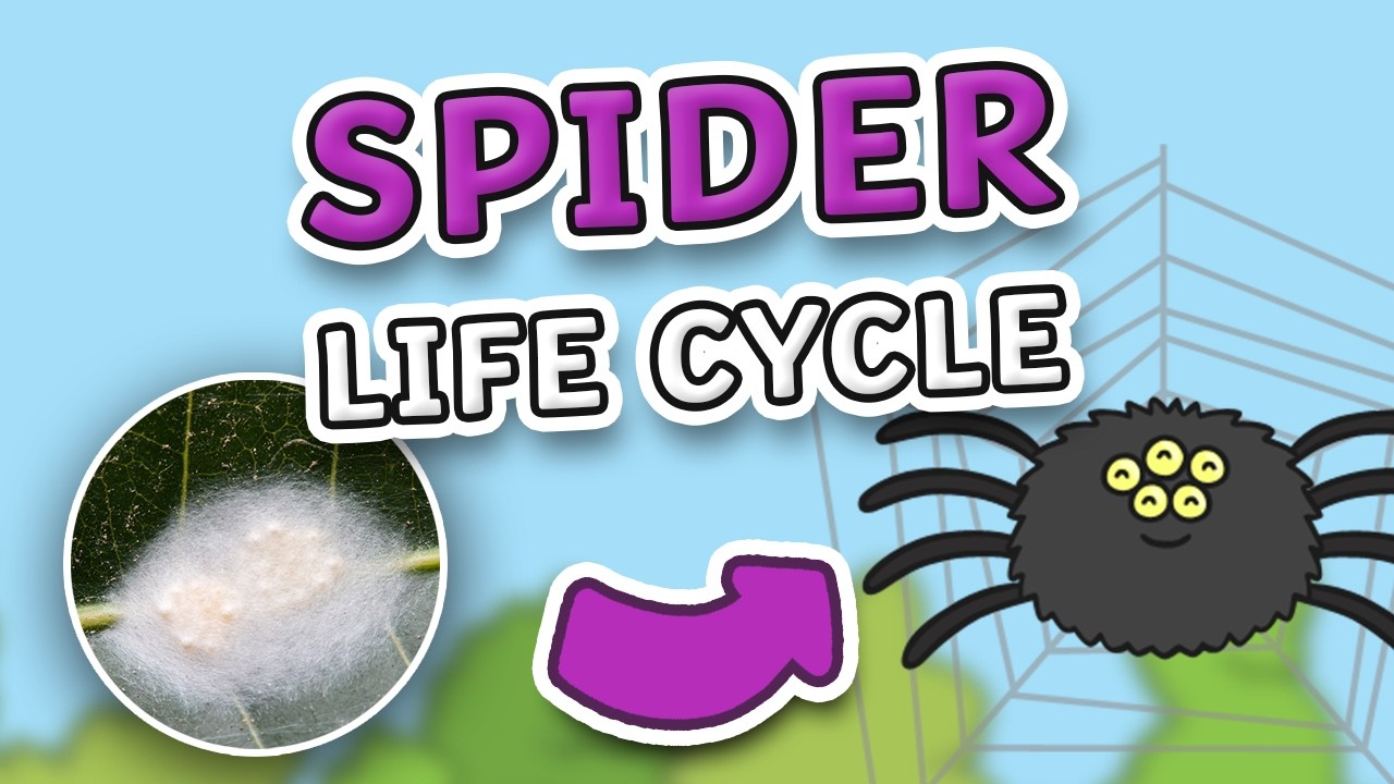 Amazing Spider Facts That Will Surprise You! | Spider Life Cycle