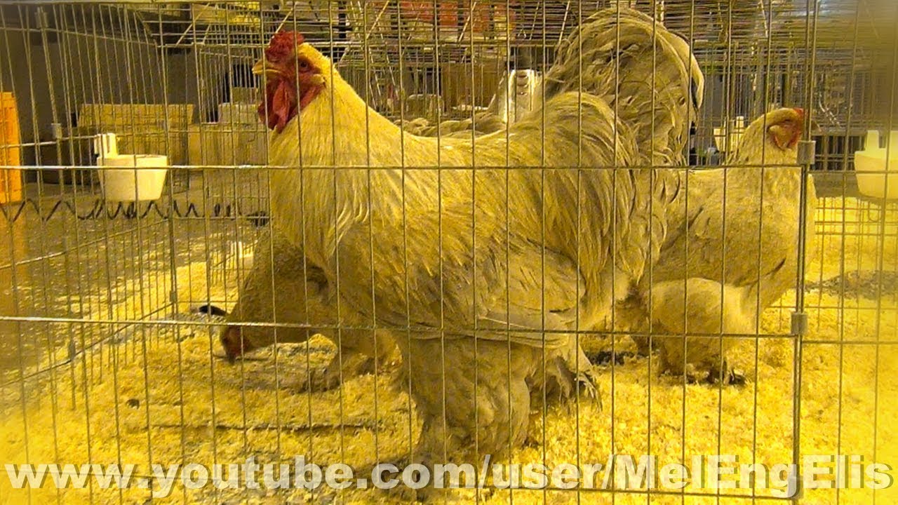 Poules et Coqs Brahma - F&ecirc;te de la Basse-Cour - Beauvais