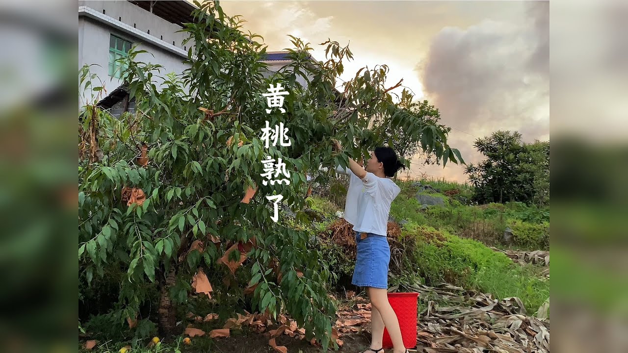 家里的黄桃都开始烂树上了，阿貌趁下班时间摘了一大盆回家
