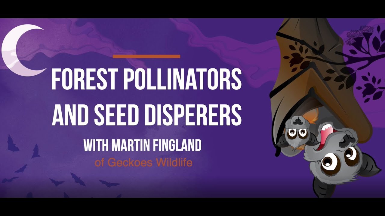 Get up and close with our cute native animals with Geckoes wildlife