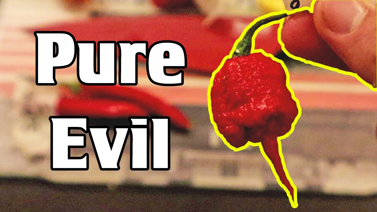 This Pepper Will Ruin Your Day - Reviewing The 7 Pot Primo Chili Pepper (+ Some Tasty Mild Ones)