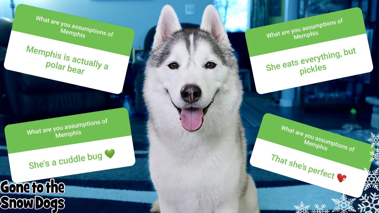 Memphis the Husky, Answering Your Assumptions About Me